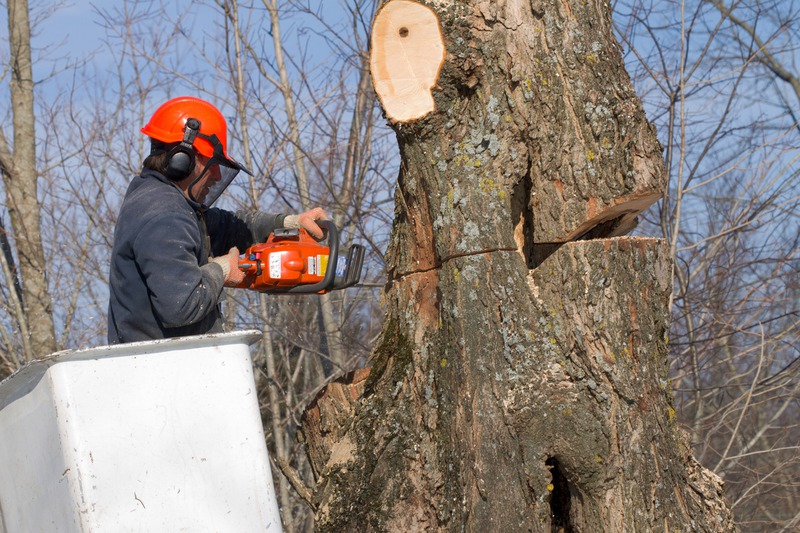 Safety First: How Professional Arborists Prevent Property Damage